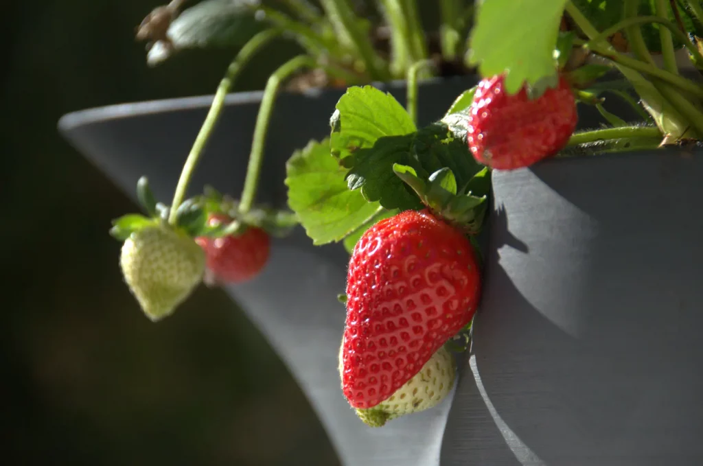 PHI-POT with strawberry PHI-POT with strawberry